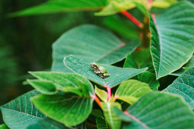 A little frog on a green lead.